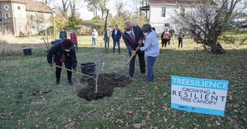 A tree canopy program launches in north St. Louis County to help improve air quality