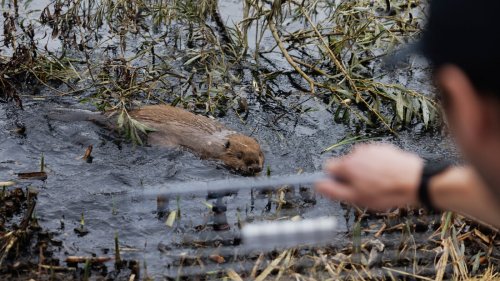 As floods get worse, Britain tries a new solution: beavers