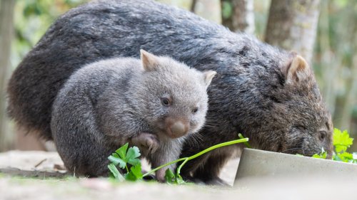 A U.S. influencer outrages Australians by snatching a baby wombat from its mom