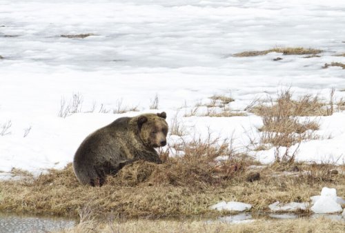 Grizzly bear mortality is high so far this year