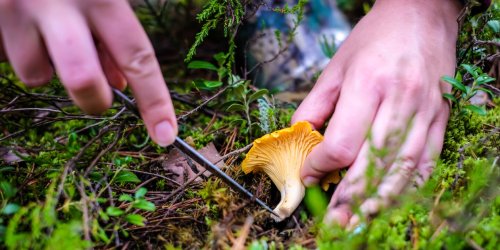 After a Record Winter of Rain, California Is Experiencing a “Super Shroom”