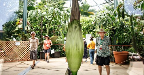 A rare corpse flower is set to stink up the Huntington with the smell of dead rats 🤢🐀
