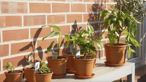 Pflanzen vom Discounter: So gut überleben Bananen, Orangen & Co. auf dem heimischen Balkon