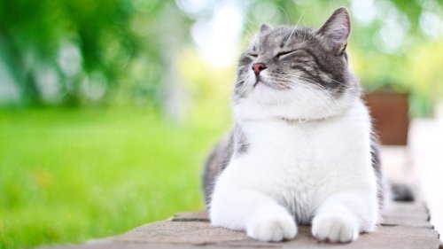 Happy Weltkatzentag! An diesen 3 Zeichen erkennst du, ob deine Katze glücklich + zufrieden ist