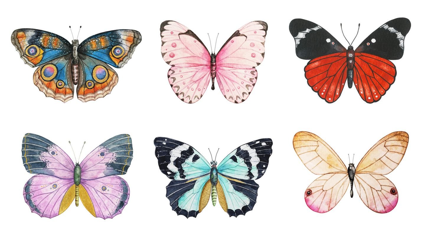 Entscheide dich für einen Schmetterling und entdecke eine versteckte Seite von dir