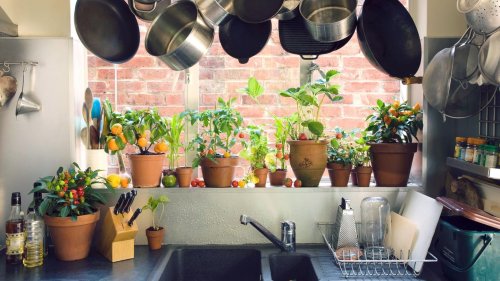 Frische Vitamine im Winter: 5 Gemüsesorten, die jetzt auch auf deinem Fensterbrett gedeihen können