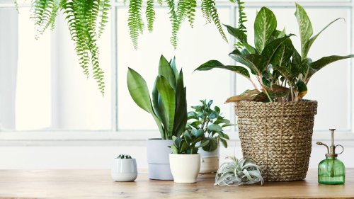 Mit diesen luftreinigenden Pflanzen verbesserst du im Handumdrehen dein Raumklima