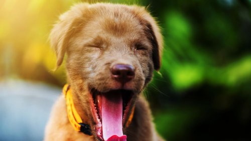 Tierverhalten: Warum dein Hund wirklich gähnt – und Müdigkeit oft nicht der Grund ist