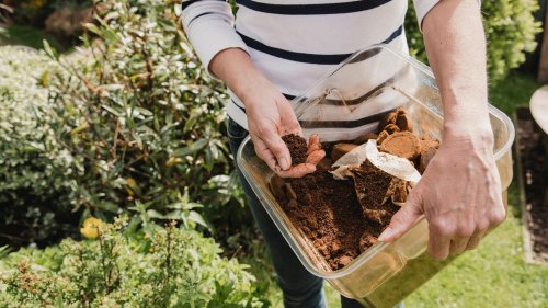 Sommer 2023: Kaffeesatz im Garten? Das kann die natürliche Geheimwaffe!