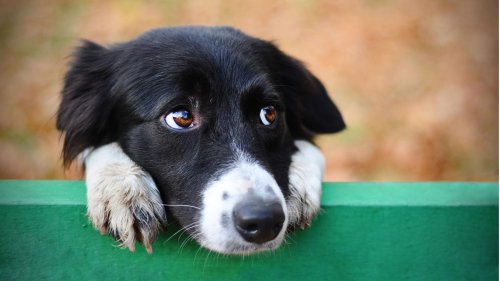 Hund erkennt "zu dünnen" Besitzer nicht mehr