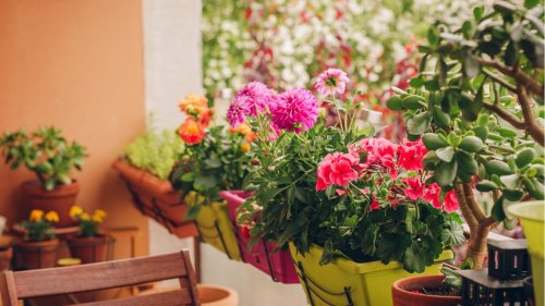 Frühling 2023: Das sind die 5 pflegeleichtesten Balkonpflanzen für Faule