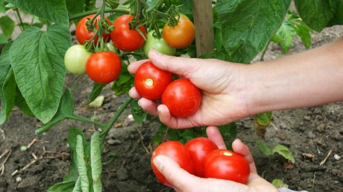 Tomaten anpflanzen: Dieser Beetnachbar stärkt dein Strauchgewächs enorm