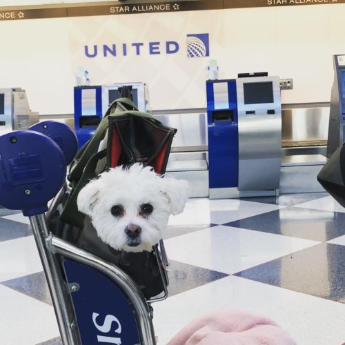 can i take my small dog on a united flight