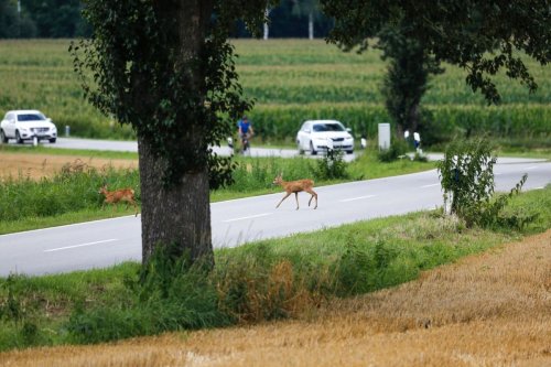 Motorcycle deer Crash Leaves One Dead Another Seriously Injured Flipboard