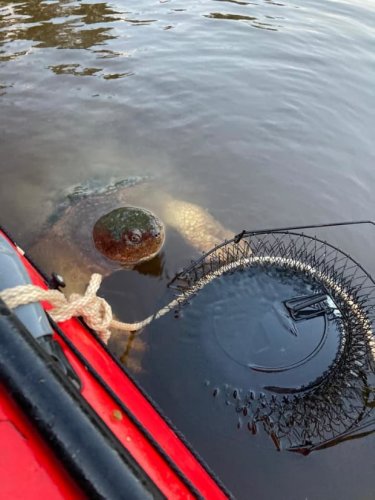 Pic of enormous MN snapping turtle sneaking up on fish basket goes ...