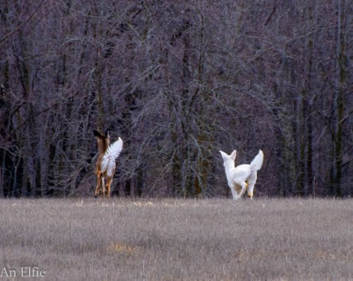 Extremely rare albino deer spotted in Minnesota