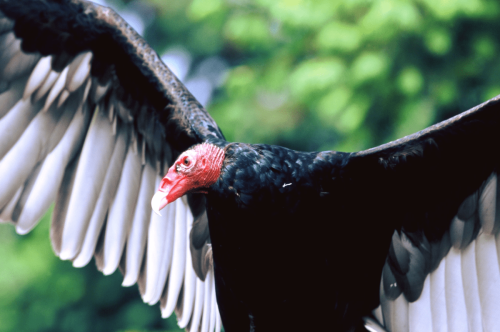 The Raptor Center's ambassador, Nero the turkey vulture, dies at 47