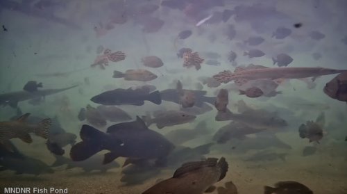 State issues new warning about eating fish from some Minnesota lakes, rivers