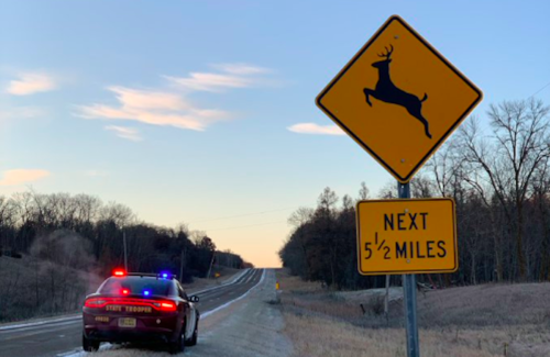 deer launched by car