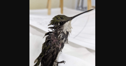 Feeding grape jelly to orioles? Raptor group says it’s killing hummingbirds