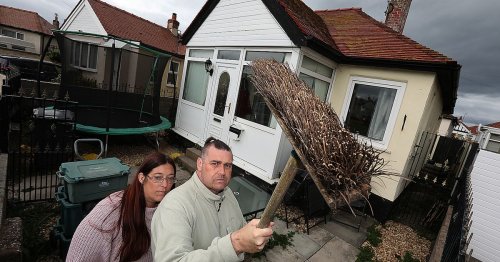 Family say they've been forced to tool up due to 'physco' seagulls