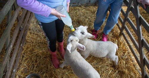 UK-wide warning as infection linked to petting farm hits 81 people | Bristol Live