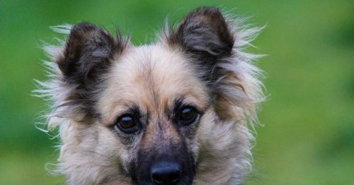 'Most unwanted' dog who hasn't had single viewing for 133 days