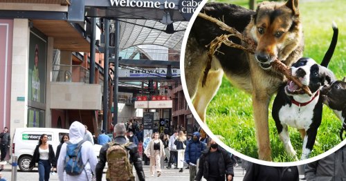 Cabot Circus is now 'dog friendly' - here's a full list of shops they can enter