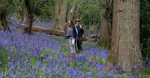 The best woodland bluebell walks in and around Bristol this spring