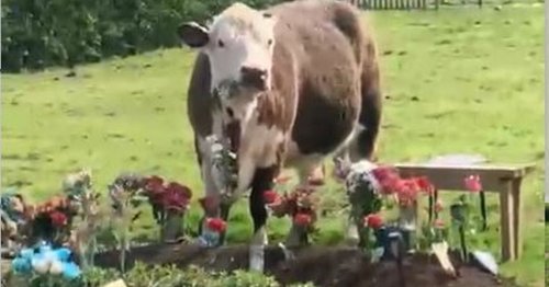 Tears and heartbreak as escaped cows trash Bristol cemetery