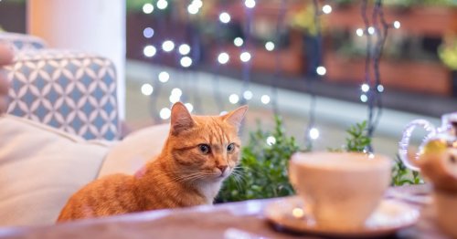 Cat cafes could be banned as experts explain the reality