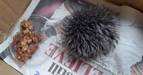 Woman rushes baby hedgehog to animal hospital - only to discover it's a hat bobble