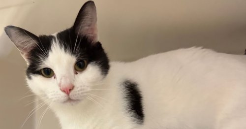 Cats, rabbits and ferrets at Bristol Animal Rescue Centre looking for a new home this Christmas