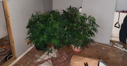 Cannabis crop found at Montpelier flat after 'dog bite' leads to discovery