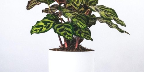 18 of the Most Colorful House Plants That Are Hard to Kill