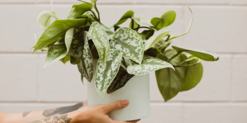 Grow Your Plant Family: These Are The Trendiest Houseplants of 2022