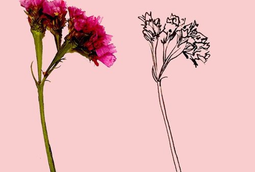 Learn How to Draw Any Wildflower in 5 Easy Steps