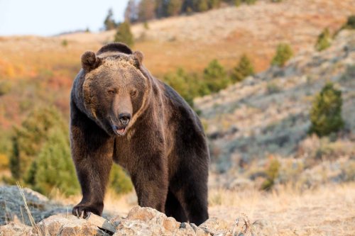 grizzly bear | Weight, Habitat, Facts