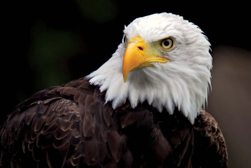 Interesting Facts about Bald Eagles You Might Not Know