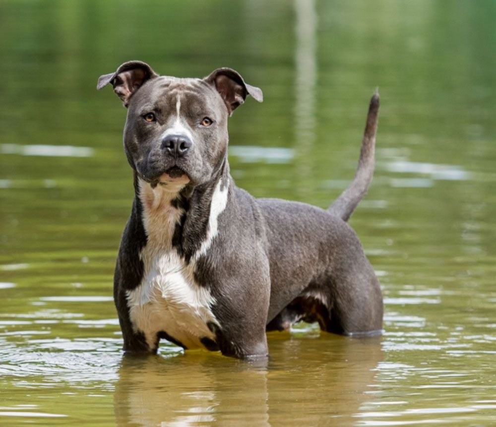 Dog Breeds like the American Staffordshire Terrier | Flipboard