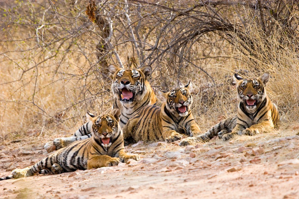 Ever Seen Six Wild Tigers Walking Together Like They Own The Jungle? Now You Have