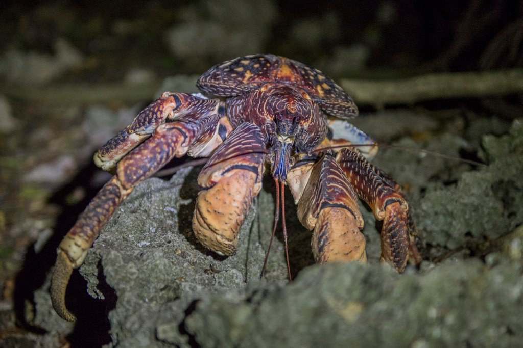 Camper Woken In The Middle Of The Night By A Crab Carrying A Knife (Video)