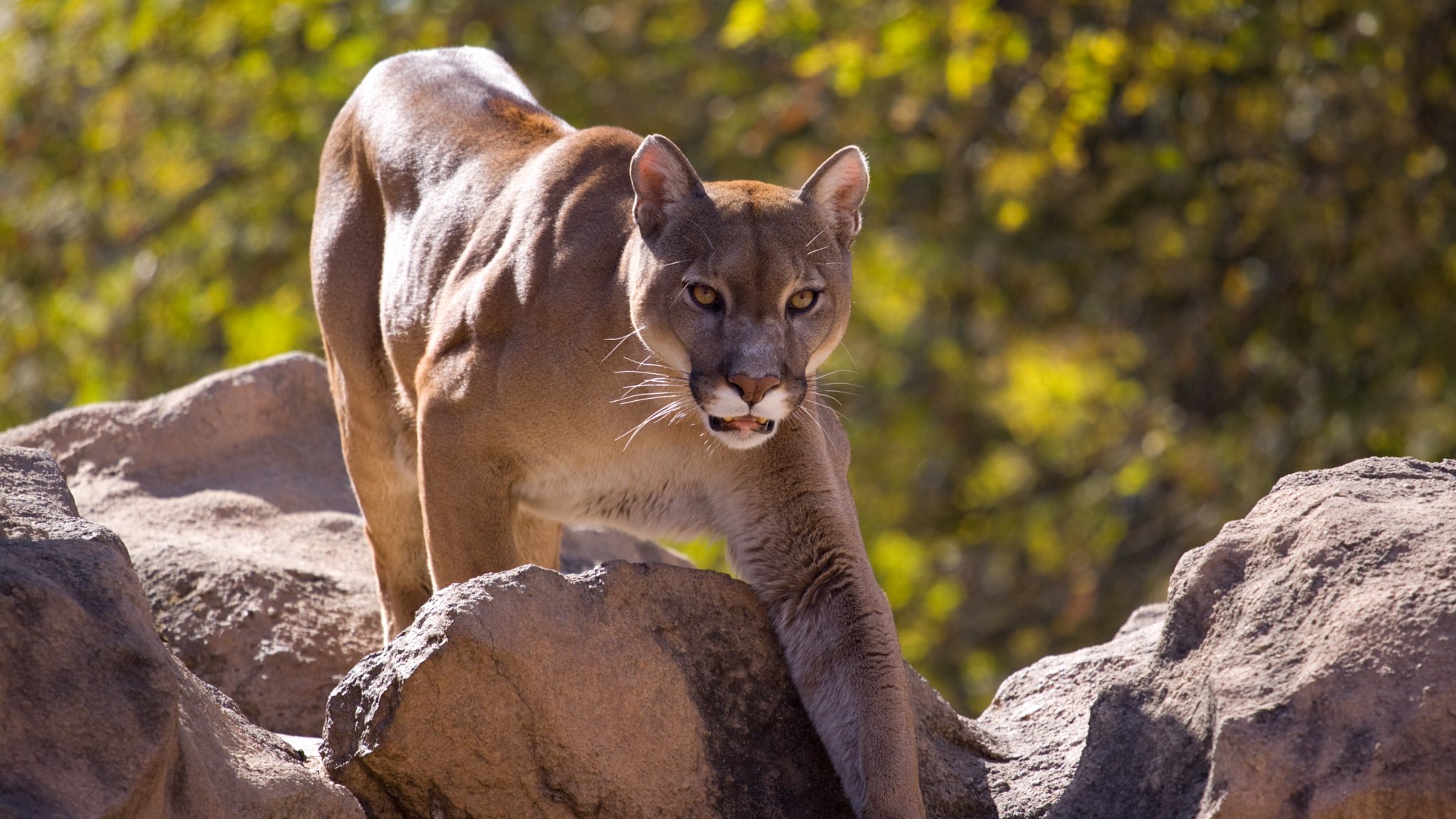 Footage Of Menacing Cougar Stalking Family’s Kitty Goes Viral