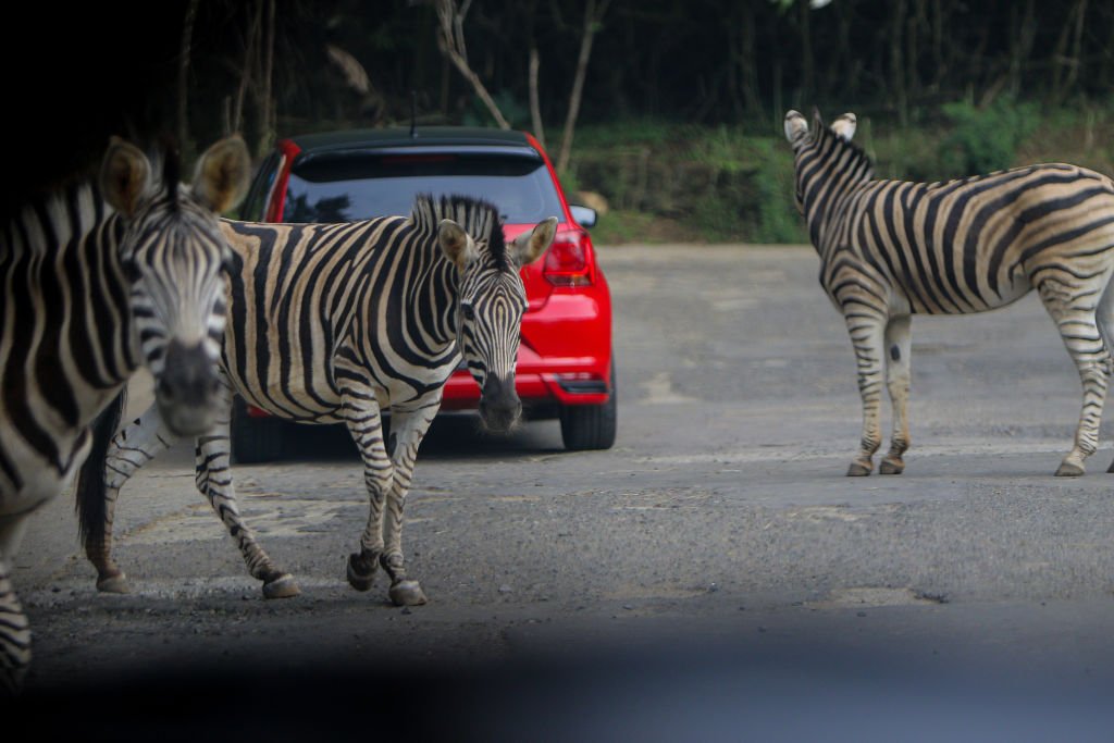 D.C. Congresswoman Denies Responsibility For Setting Rogue Zebras Free As Hunt Continues