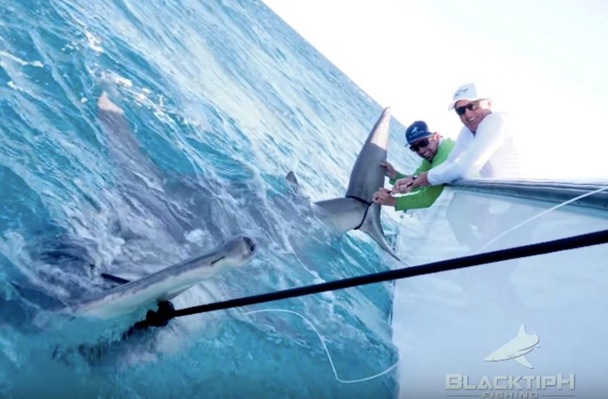 Greg 'The Shark' Norman Caught A HUGE Hammerhead Shark That Measured Longer Than The Current World Record