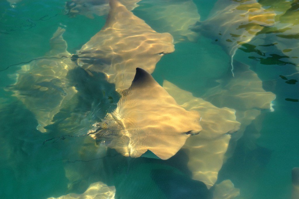 Swimmers Engulfed By A ‘Fever Of Stingrays’ At Crowded Florida Beach