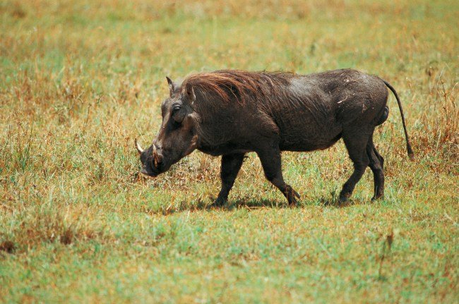 Hilarious Viral Video Shows Warthog Attack Unintelligent Bystander, Causes ‘Pumbaa’ To Trend On Twitter