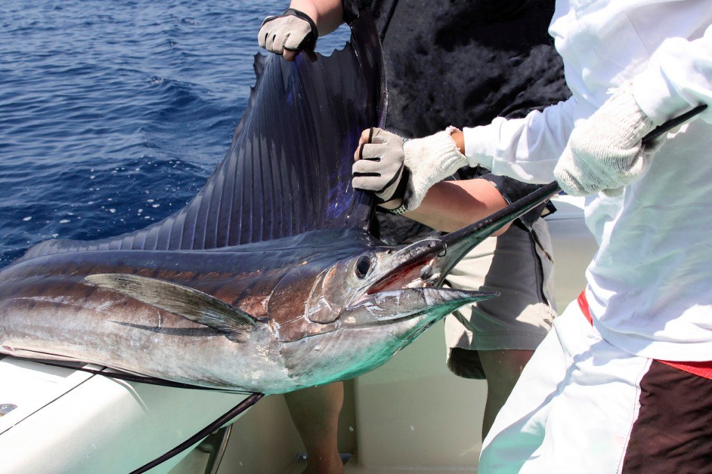 Woman Stabbed In Groin By 100-Pound Sailfish That Leapt Into The Boat Causing Mayhem