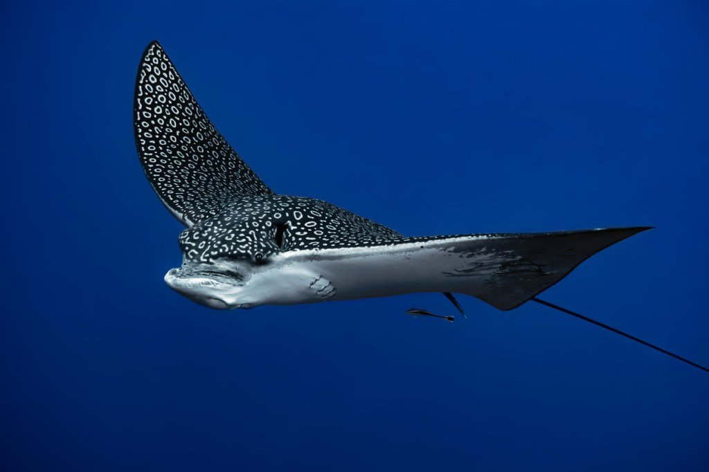 A ‘400-Pound’ Rare Spotted Eagle Ray Leapt From The Water, Into A Boat, And Then Gave Birth