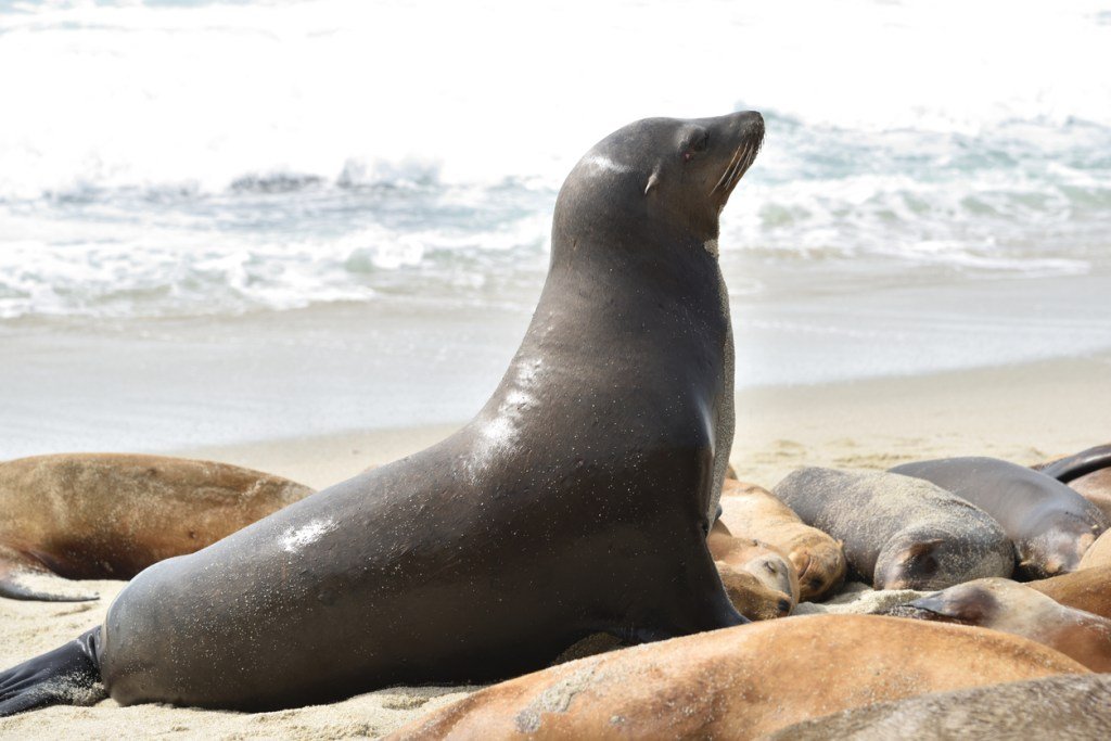 Internet’s Obsessed With Two Absolutely Massive San Diego Sea Lions Who Stormed A Crowded Beach
